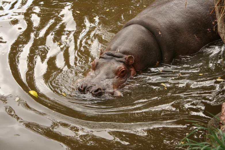 hippo swimming and cooling off in river surrounded by vegetation