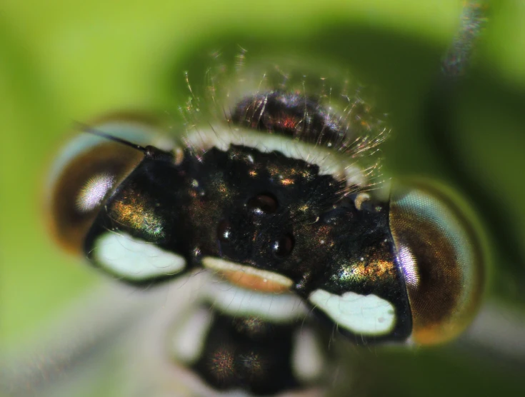 a close up view of a green insect with black spots