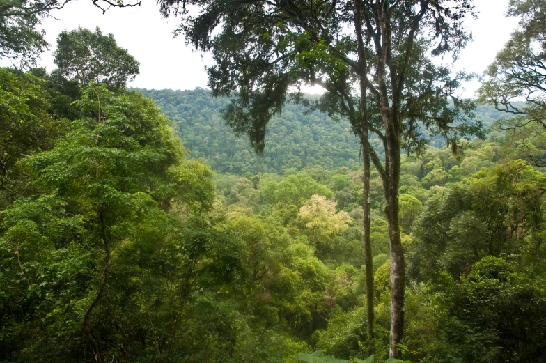 a lush green forest filled with lots of trees