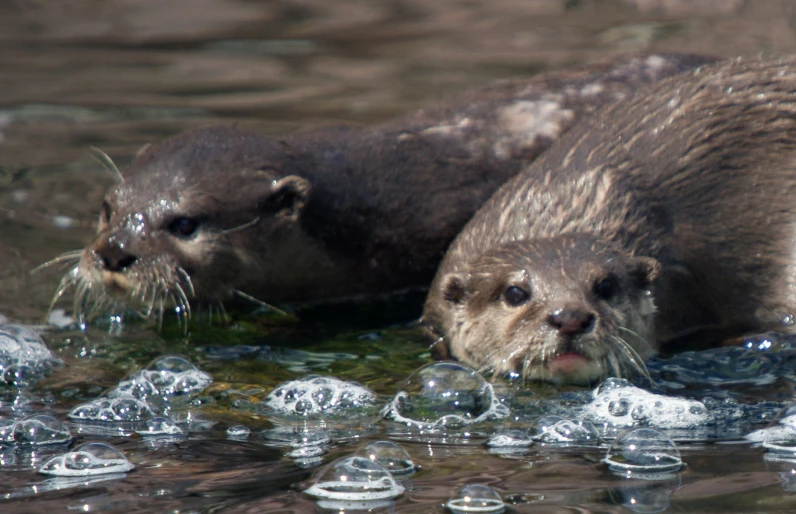 two otters on the water and bubbles surrounding them