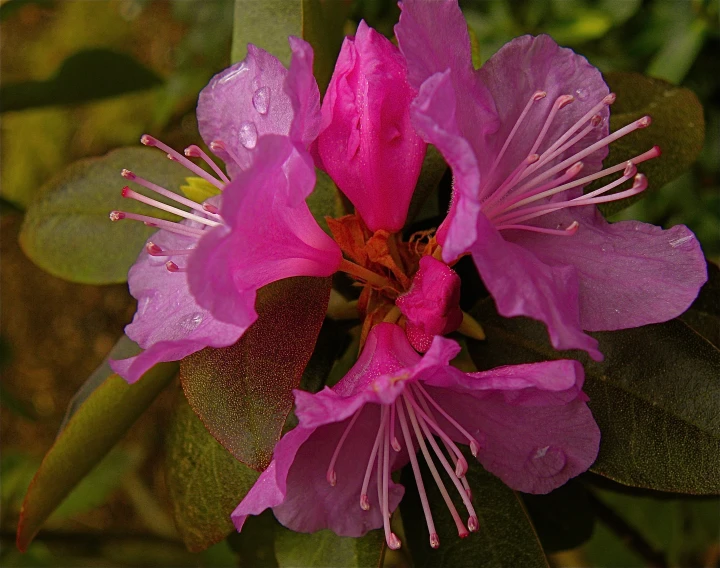 a pink flower with raindrops is blooming