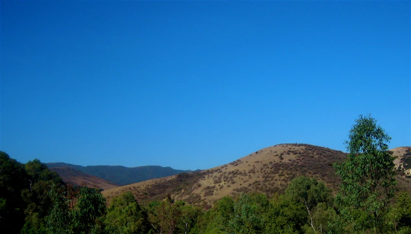 a hill with some grass and some trees