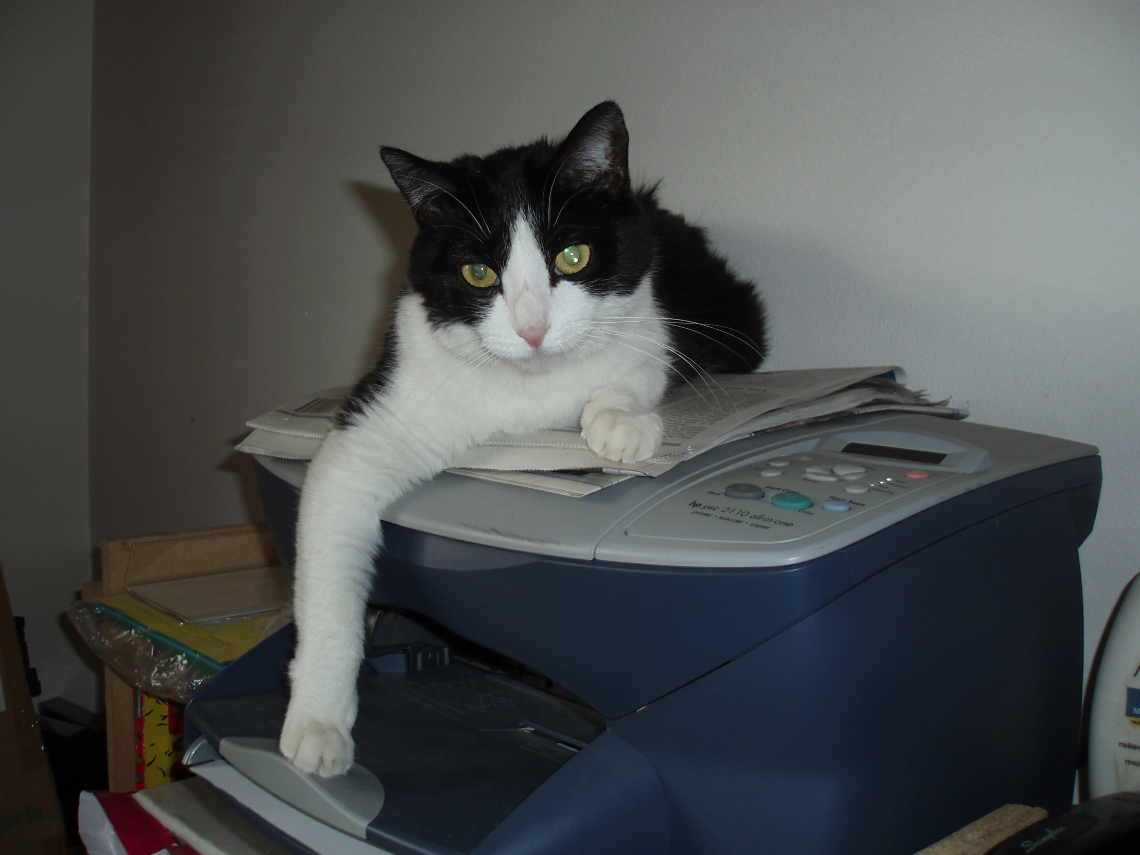 a cat standing on top of a printer