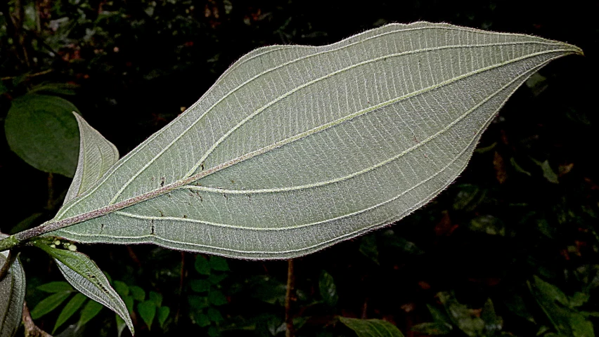 closeup of a green leaf with very small leaves