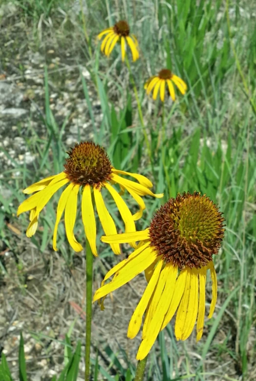 yellow flowers blooming in a grassy area