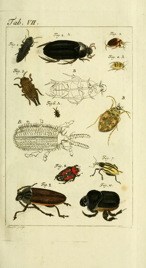 an antique bug print of insects by a pond