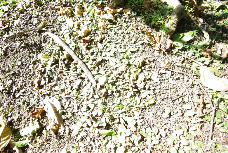 green and brown plants growing on the ground