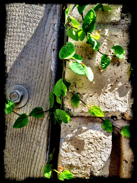 a plant on the ground by a brick wall