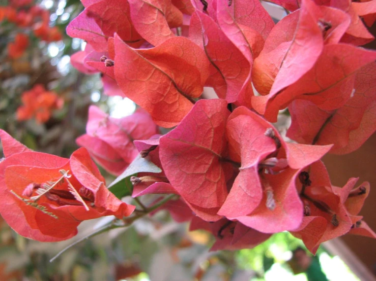 red and green flowers growing on the outside of a building