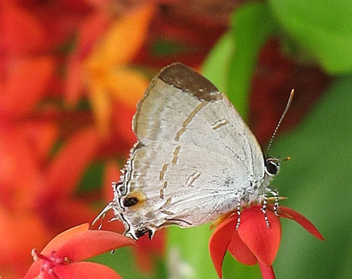 a large white erfly rests on a red flower