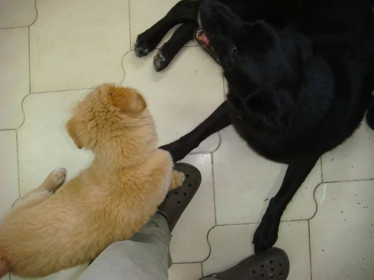 an image of two dogs sitting next to each other