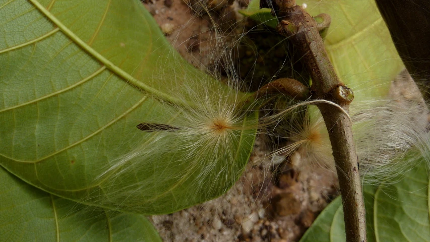 a close up of an insect on a leaf