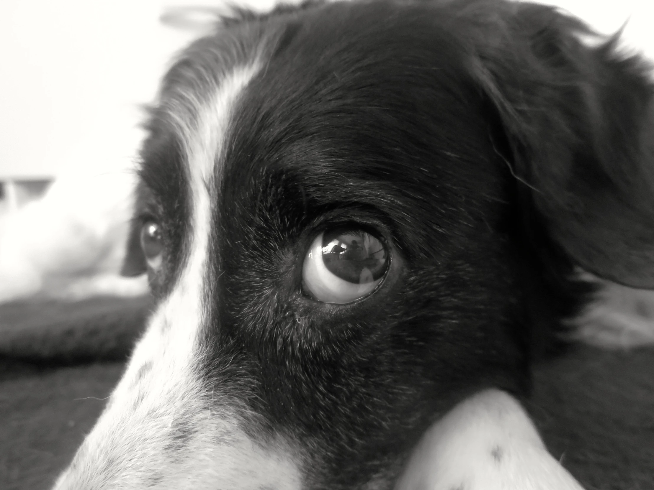 a close up po of a black and white dog's face