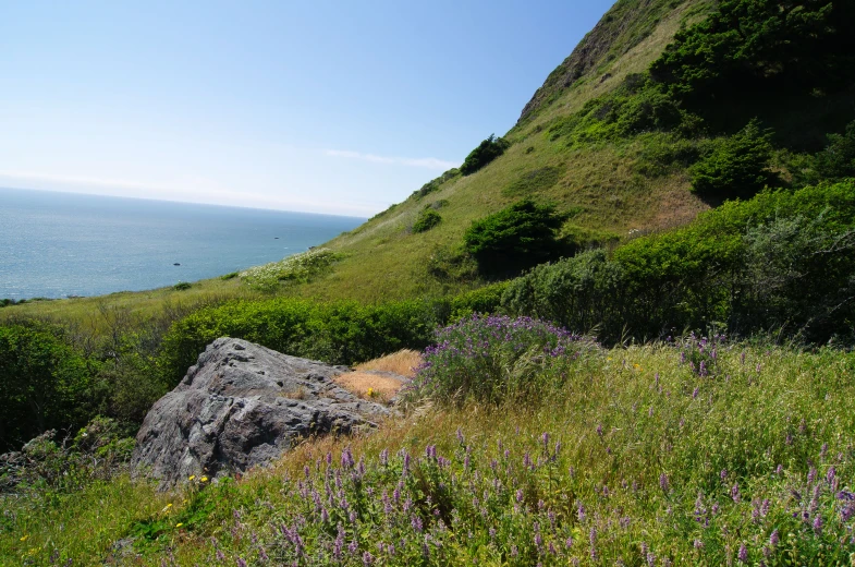 a hill with a rock outcropping is filled with flowers