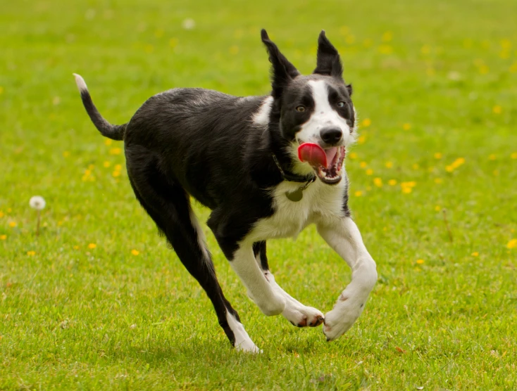 a black and white dog is running on grass