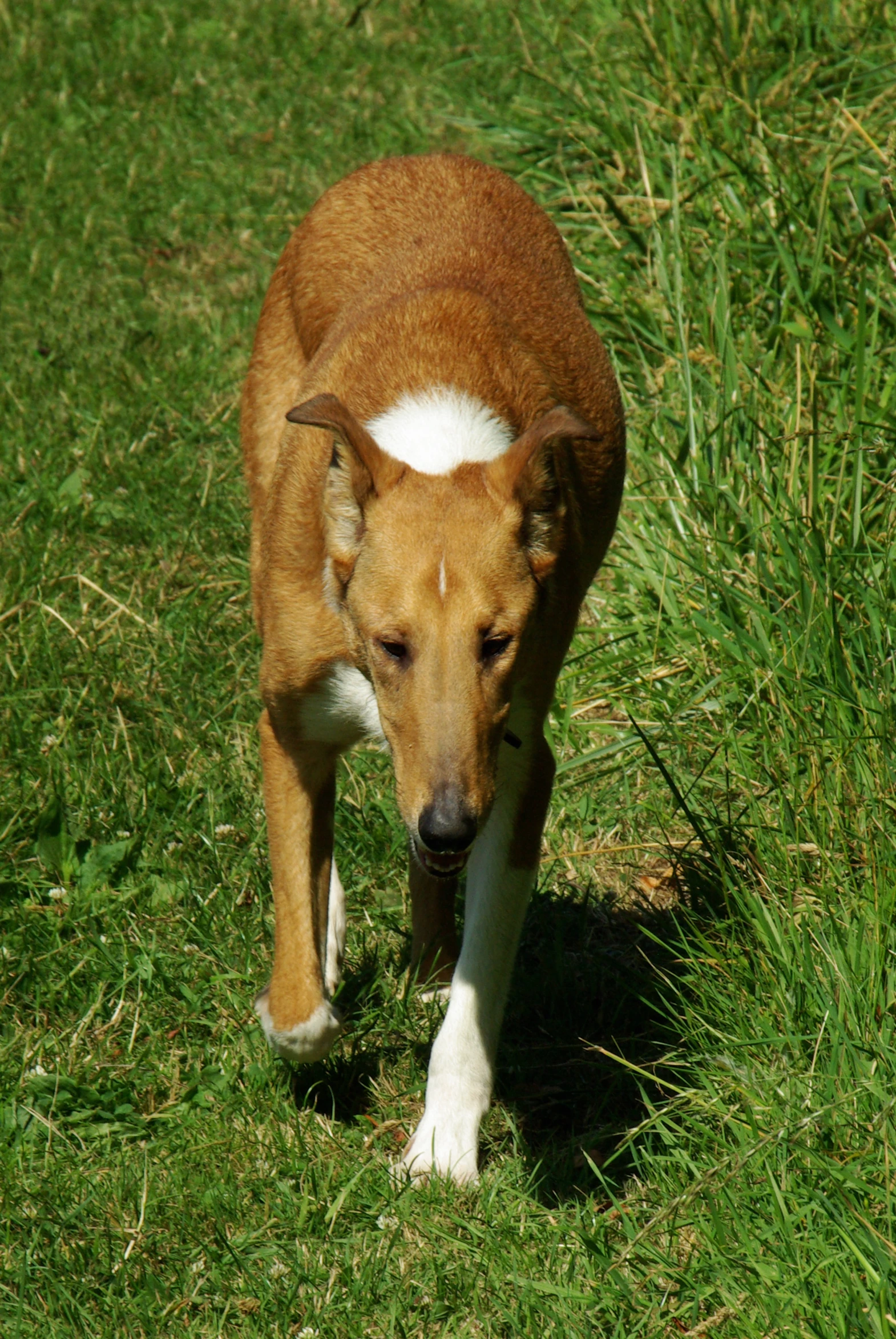 a small brown dog walking in a field