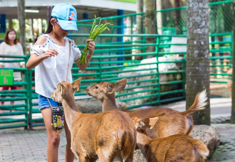 a woman with a herd of deer standing in front of a green fence