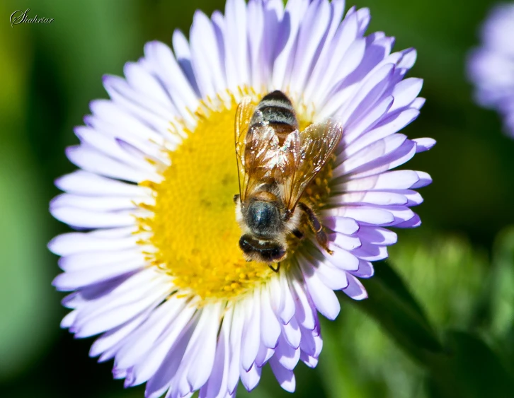 two bees are seen flying over a purple flower