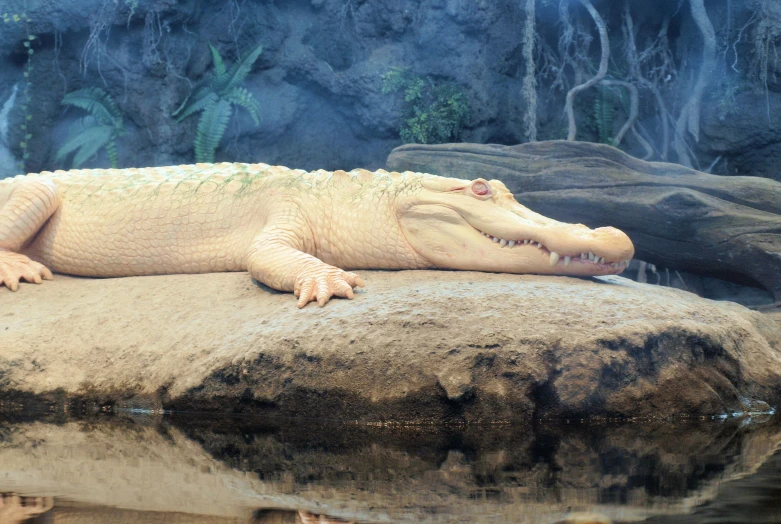 a close up of a alligator laying on a rock