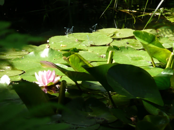 a single waterlily flower and leaves in a pond