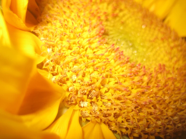 yellow flower with pink centers on sunflower