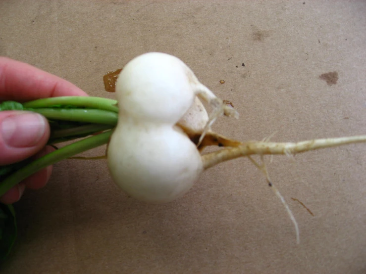 a hand holding a radish in a white container