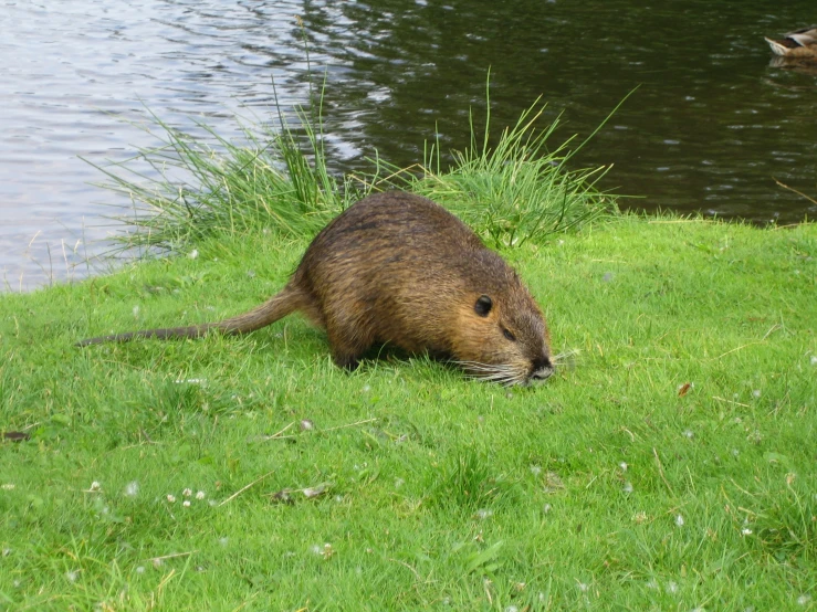 the animal is sitting by the water with long grass