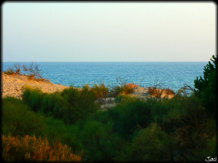 the ocean and trees surround the area in front of the beach