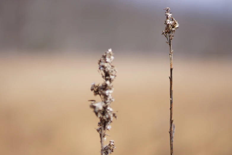 two flowers in front of brown and white blurry background