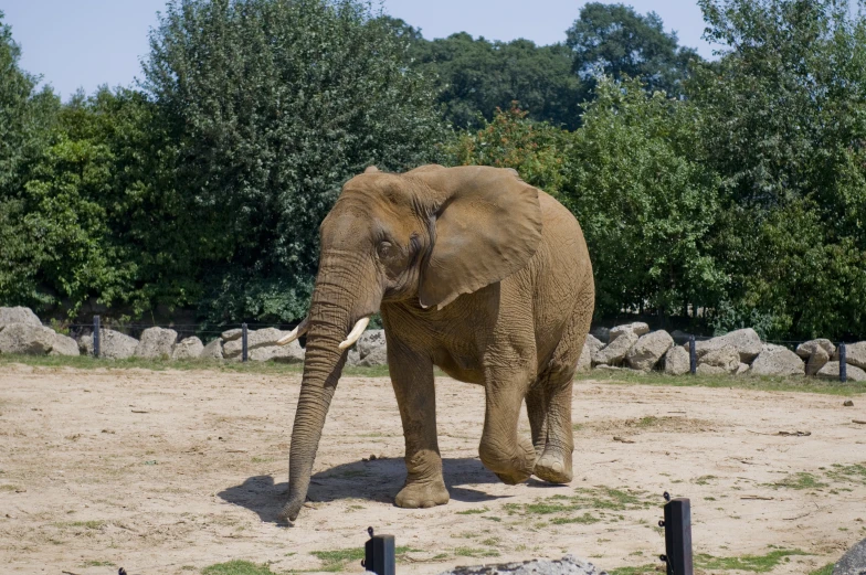 an elephant in its pen is looking for food