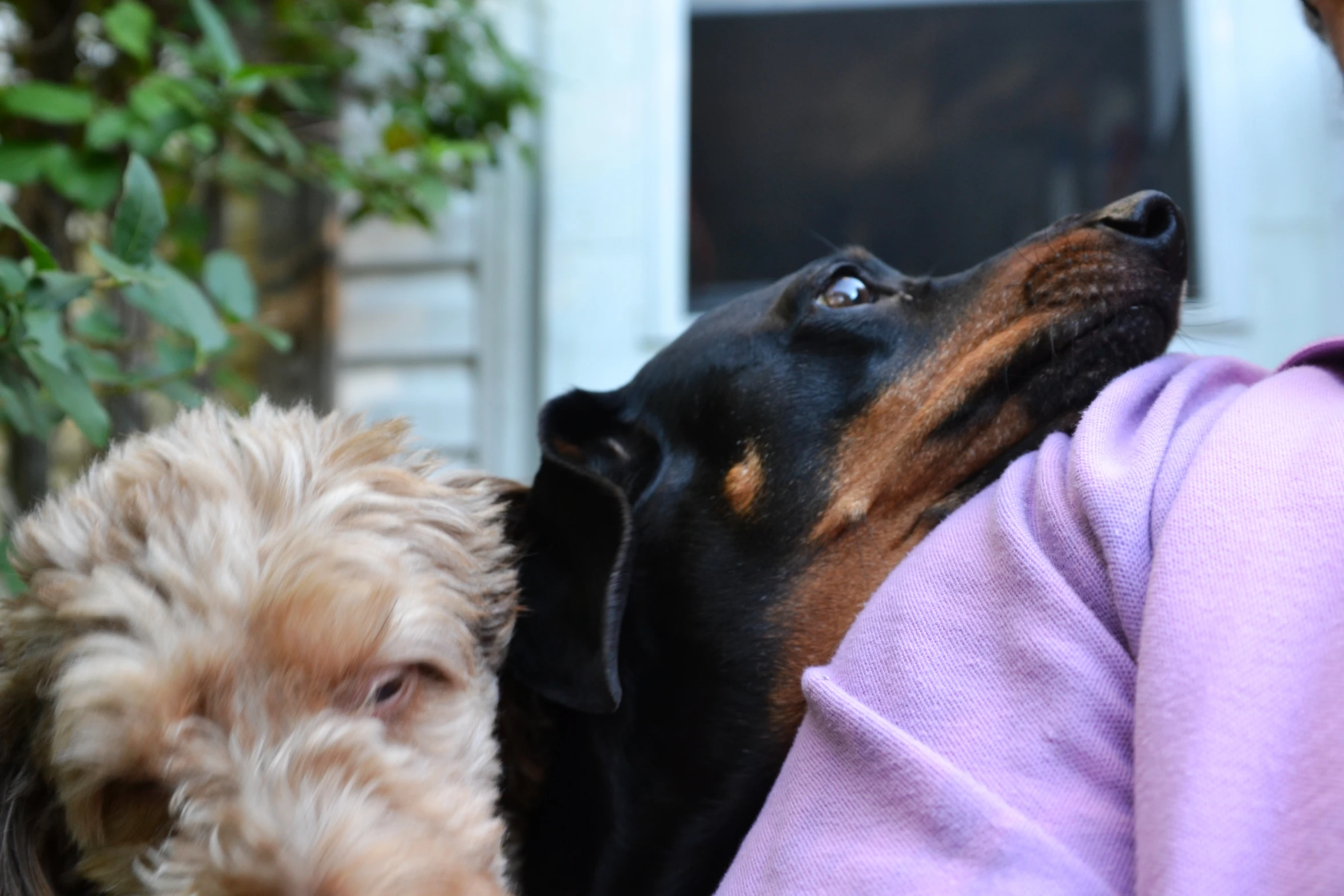 two dogs being fed by a person wearing purple sweater