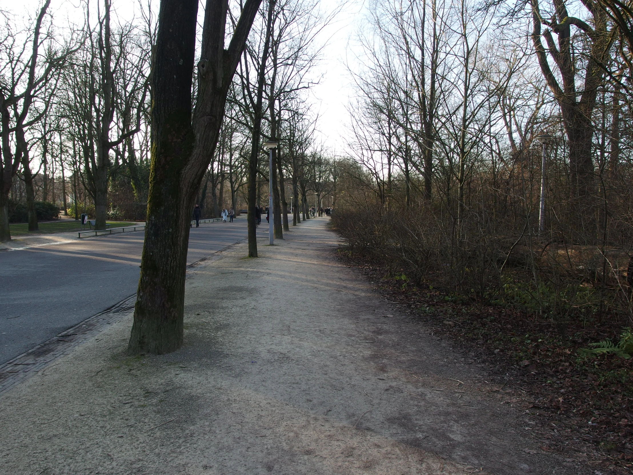 a road with trees lining the sides and dirt near by