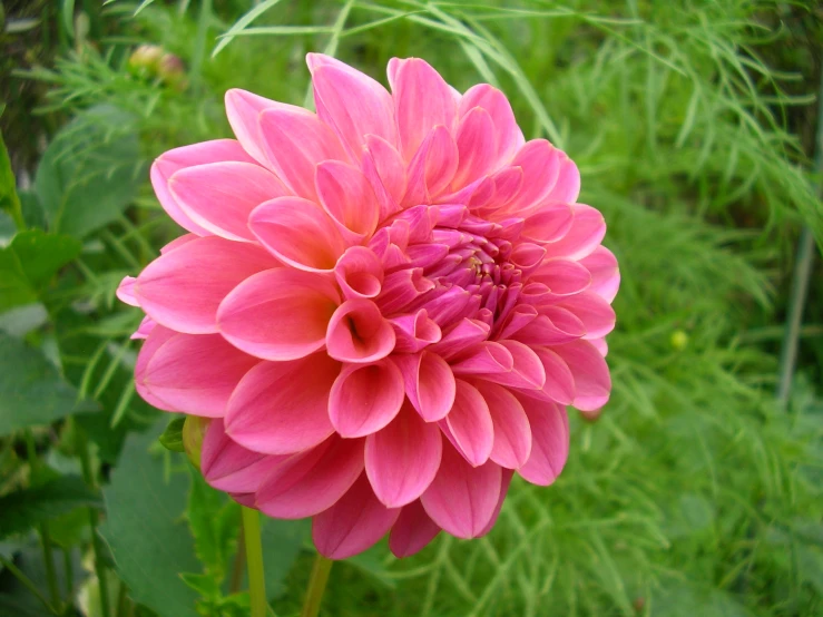 the pink flower is blooming on the stalk