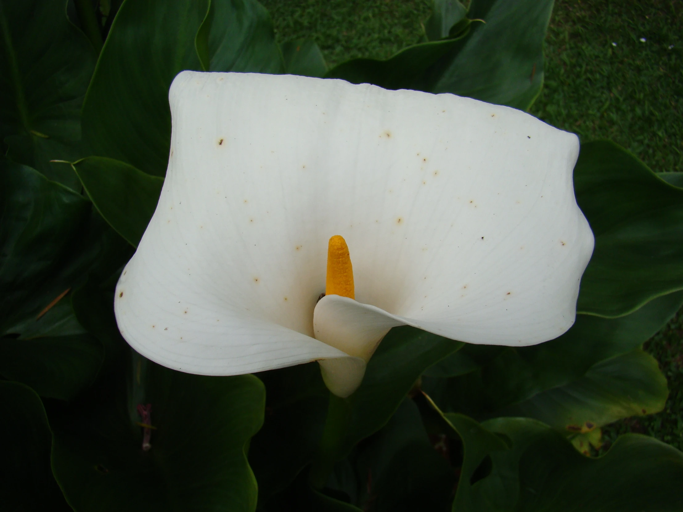 a white flower with a yellow stamen on it