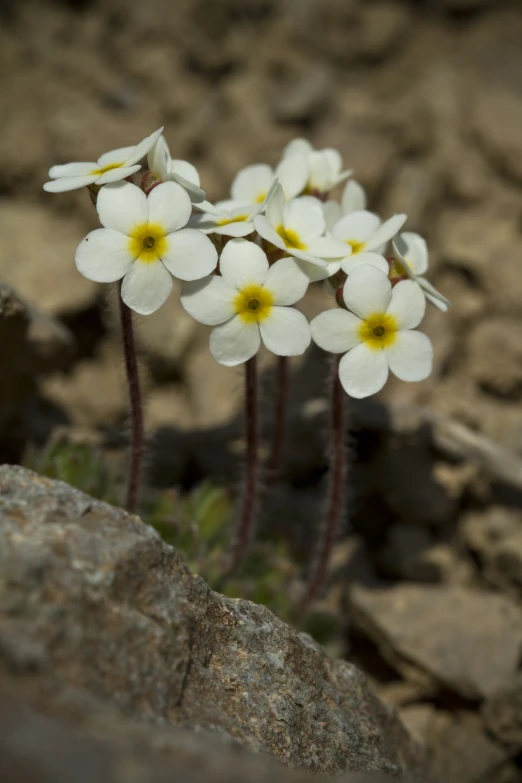 a flower sitting on top of a rocky surface