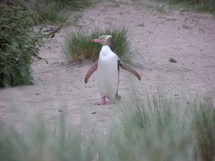 a penguin with a red toe walking across a dirt road