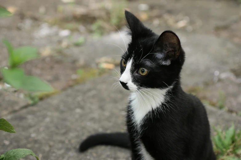 a cat with yellow eyes sits down on the ground