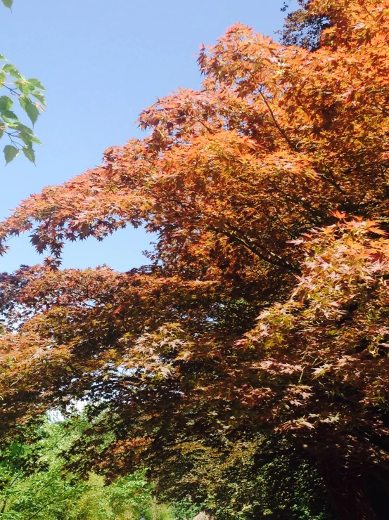 a road lined with trees, trees with orange leaves