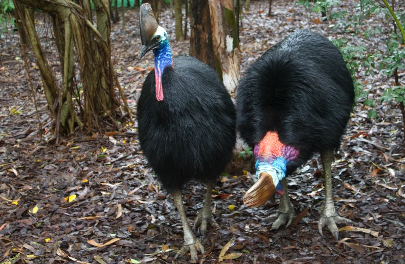 two black birds with long necks are standing together in the woods