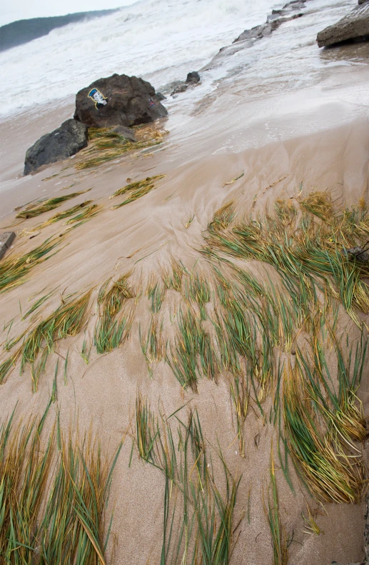 some grass sticking out of the sand and water