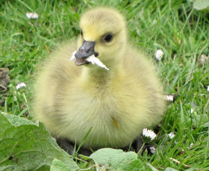 a duckling with feathers hanging out its mouth