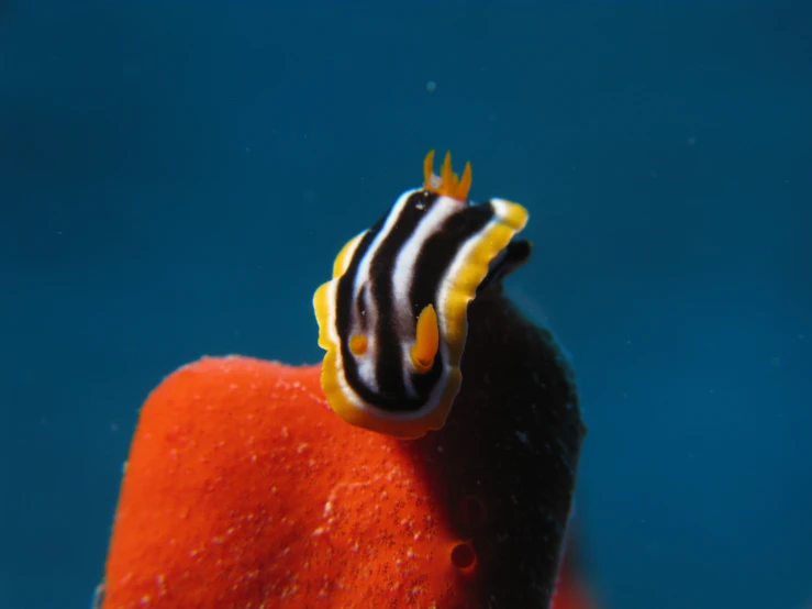 the yellow and black fish has a white stripe on its head