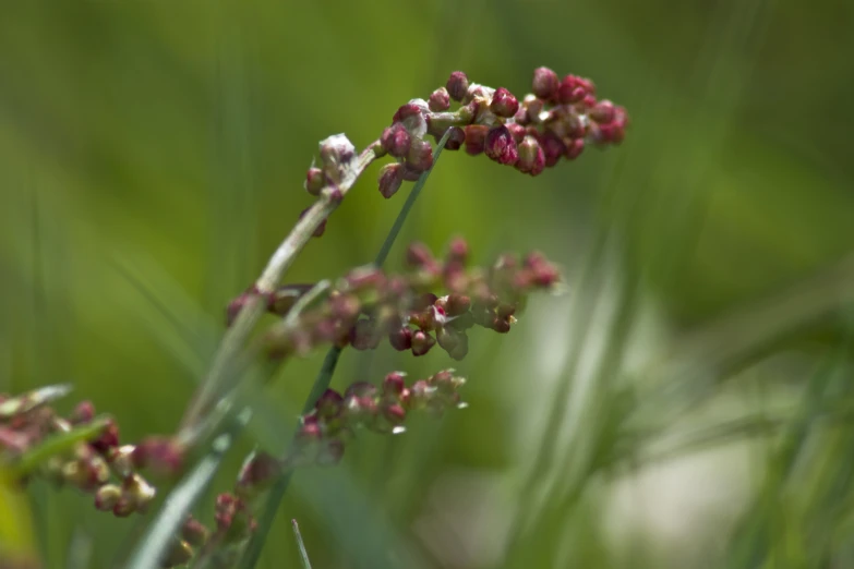 small red flowers and buds growing on a bush