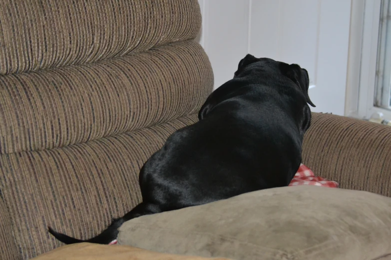 a dog resting its head on the back of a couch