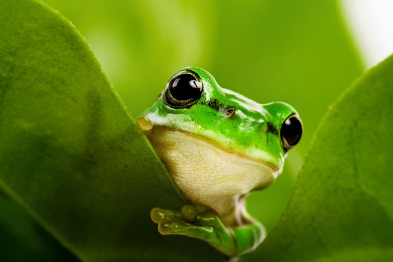 a green frog is peering from behind the leaf