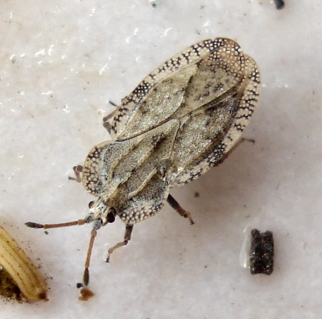 a brown bug sitting next to a tiny banana