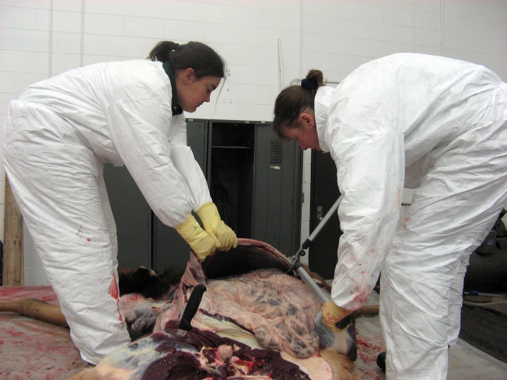 two women are performing an operation on a sheep