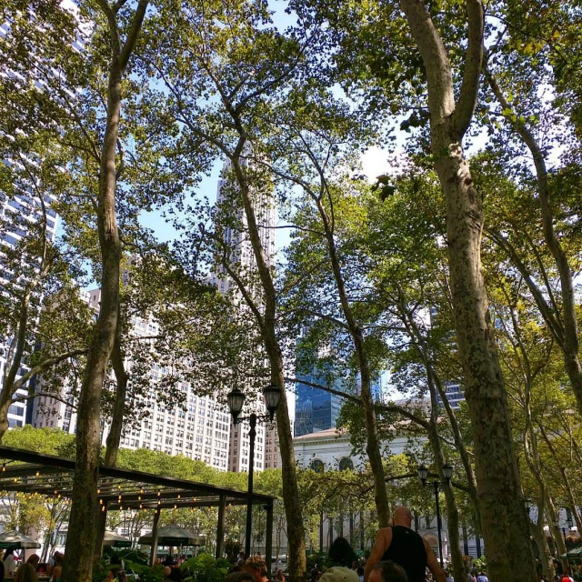 a group of people sitting on the ground beneath tall trees