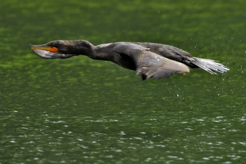 a large duck flying over a lake covered in rain