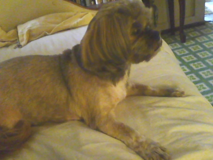 a brown and black dog laying on top of a bed